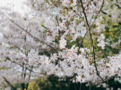 -新虹桥中心花园