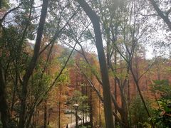 -深圳仙湖植物园-停车场