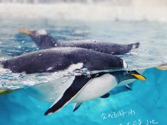 -珠海长隆海洋王国