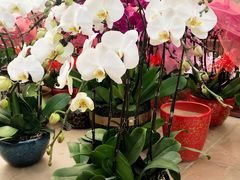 -龙大花卉苗木市场