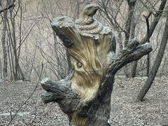 -原山国家森林公园