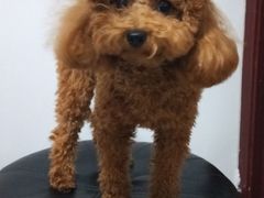 -宠福鑫康馨动物医院·骨科·眼科