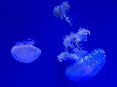 -瑞普利水族馆