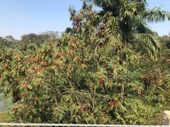 -南宁良凤江国家森林公园