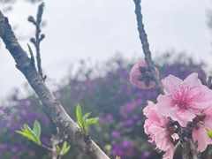 -南国桃园旅游度假区