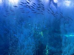 -哈尔滨波塞冬海底世界