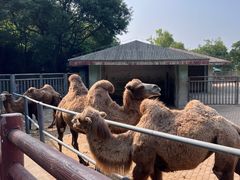-无锡动物园·太湖欢乐园