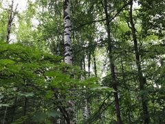 -峡谷浮石林景区