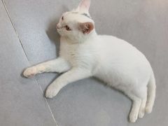 -Heymao猫咖.咖啡厅(东门店)
