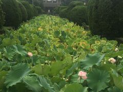 -四川大学(华西校区)