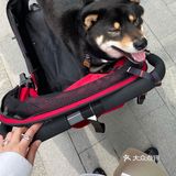 日常逛街遛小狗zǐ @比斯特苏州购物村儿