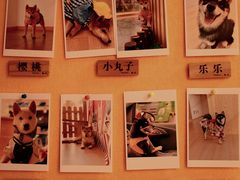 -南京Hallo宠物乐园·哈罗犬舍·柴犬繁育基地