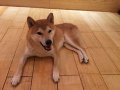 -喜柴咖啡·柴犬狗咖
