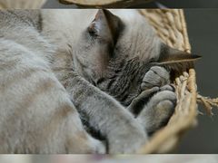 -藏猫猫咖啡主题馆(中央大道店)