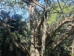 -瑞丽独树成林风景区