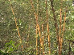 -呀诺达热带雨林