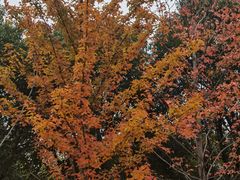 -盘龙城国家考古遗址公园