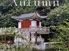 -金花茶公园