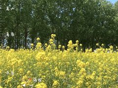 -天津武清北运河郊野公园房车露营地
