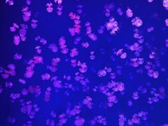 -芜湖新华联大白鲸海洋公园