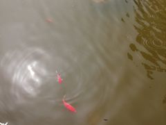 -武汉紫薇都市田园