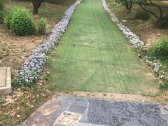 -香雪海