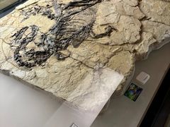 -辽宁古生物博物馆