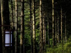 -洛阳白云山景区