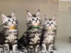 -lincat·猫舍(广州店)