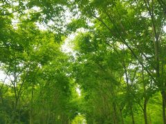 -石塘人家