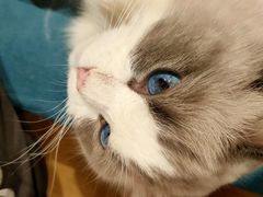 -滚猫咖啡·猫咖·猫友好撸猫(未来城店)