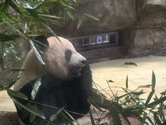 -都江堰中华大熊猫苑