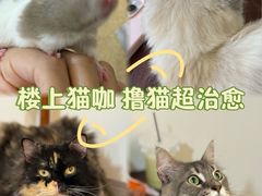 -楼上猫咖(罗湖店)