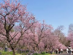 -上海海湾国家森林公园