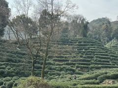 -十八棵（老龙井）御茶园(老龙井店)