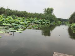 -荷塘月色湿地公园·向阳花洲