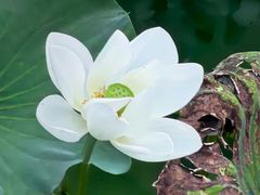 -莲花池公园