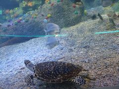 -沙沙哗啦海洋馆(华宇百花谷店)