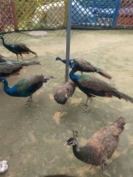 -萌宠亲子动物乐园(槐房万达店)