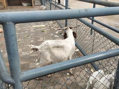 -长白岛森林公园