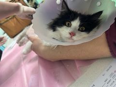 -北京观赏动物医院·24小时大型综合·猫专科·异宠专科
