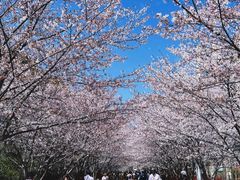 -高东镇樱花园