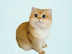 -Bastet sally猫舍购宠(静安店)