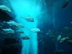 -迪拜水族馆及水下动物园
