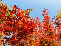 -上海共青森林公园