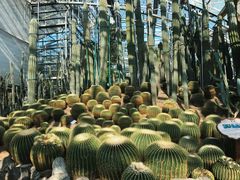 -南山植物园