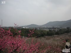 -香雪海