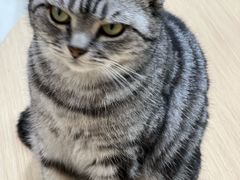 -鼓捣猫呢主题猫咖店