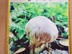 -菌之家·专业纯野生菌火锅·特色炒菌