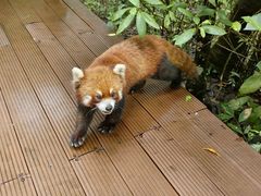 -普洱太阳河森林公园